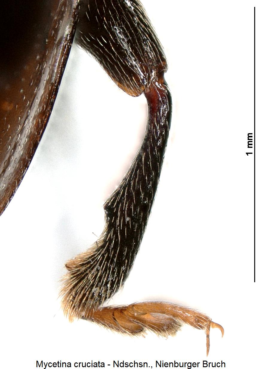 mycetina_cruciata_hschn1.jpg