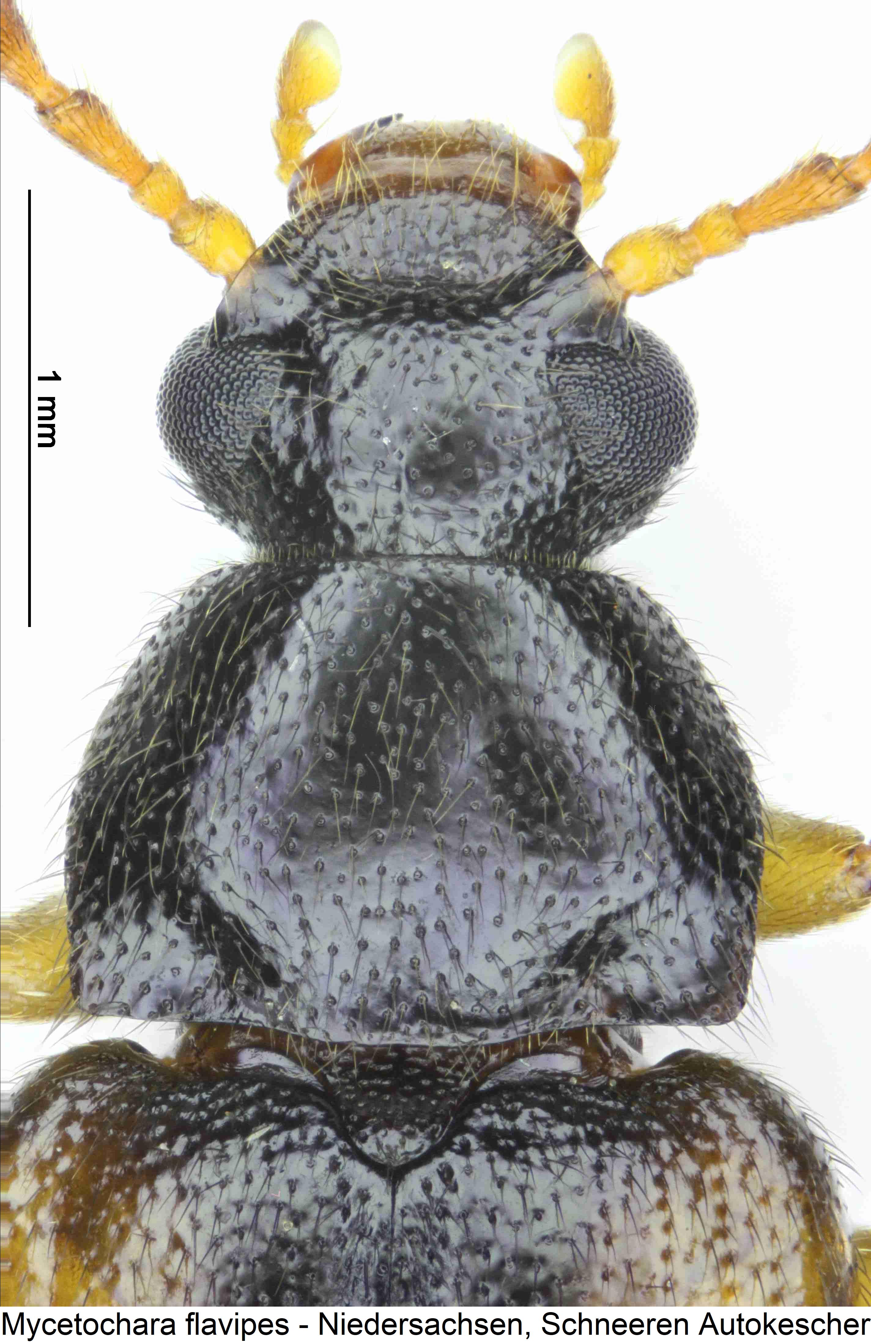 mycetochara_flavipes_vk.jpg