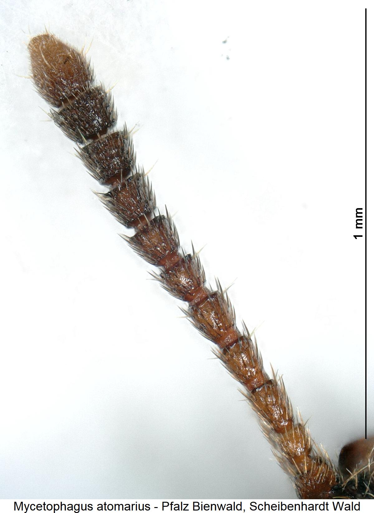 mycetophagus_atomarius_f1.jpg