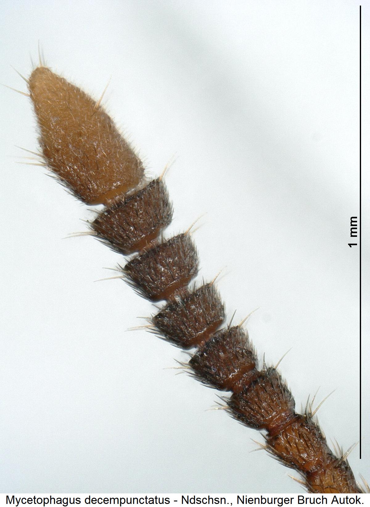 mycetophagus_decempunctatus_f1.jpg
