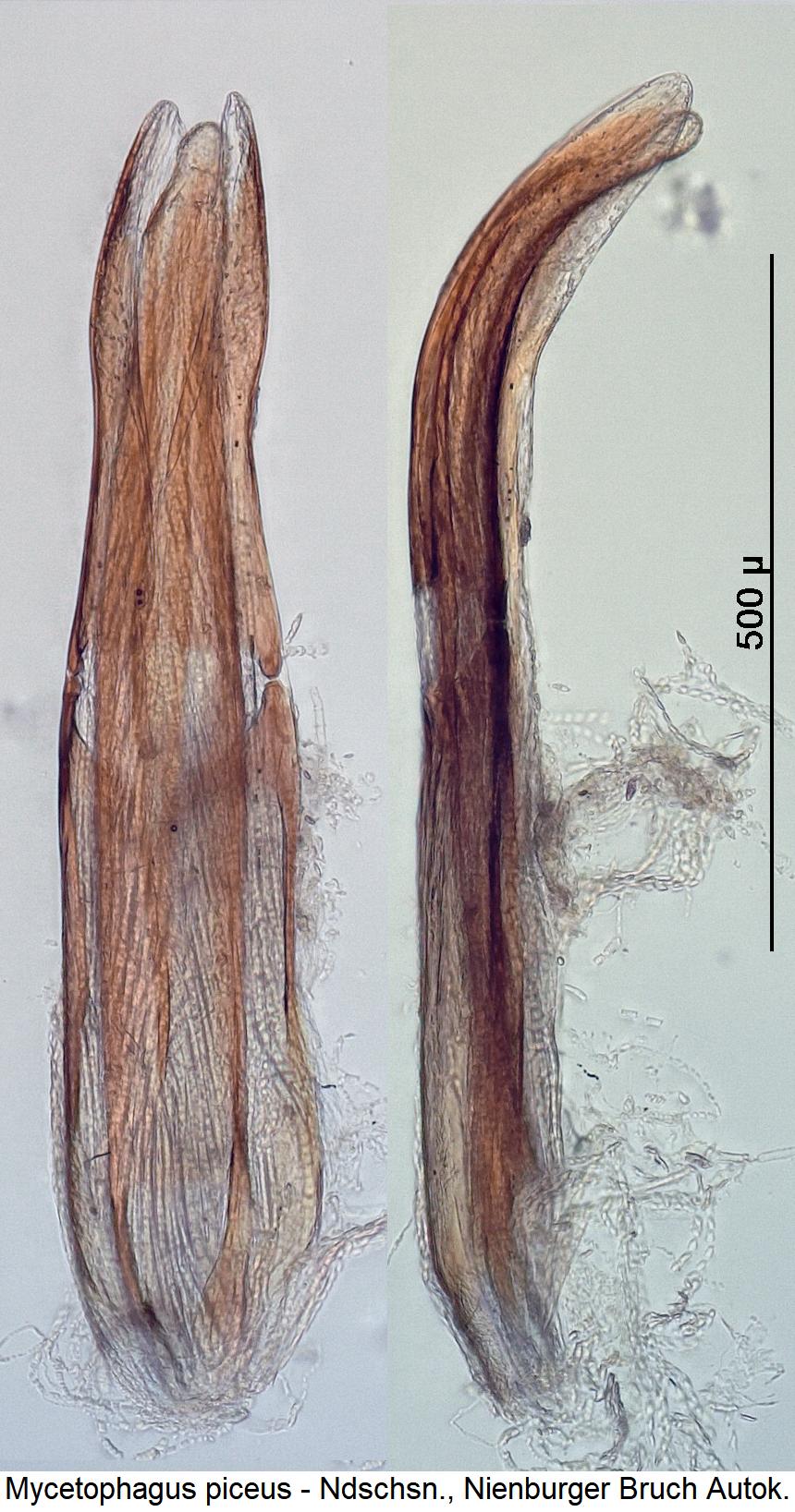 mycetophagus_piceus1.jpg