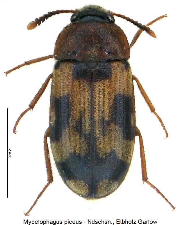 mycetophagus_piceus_hab.jpg