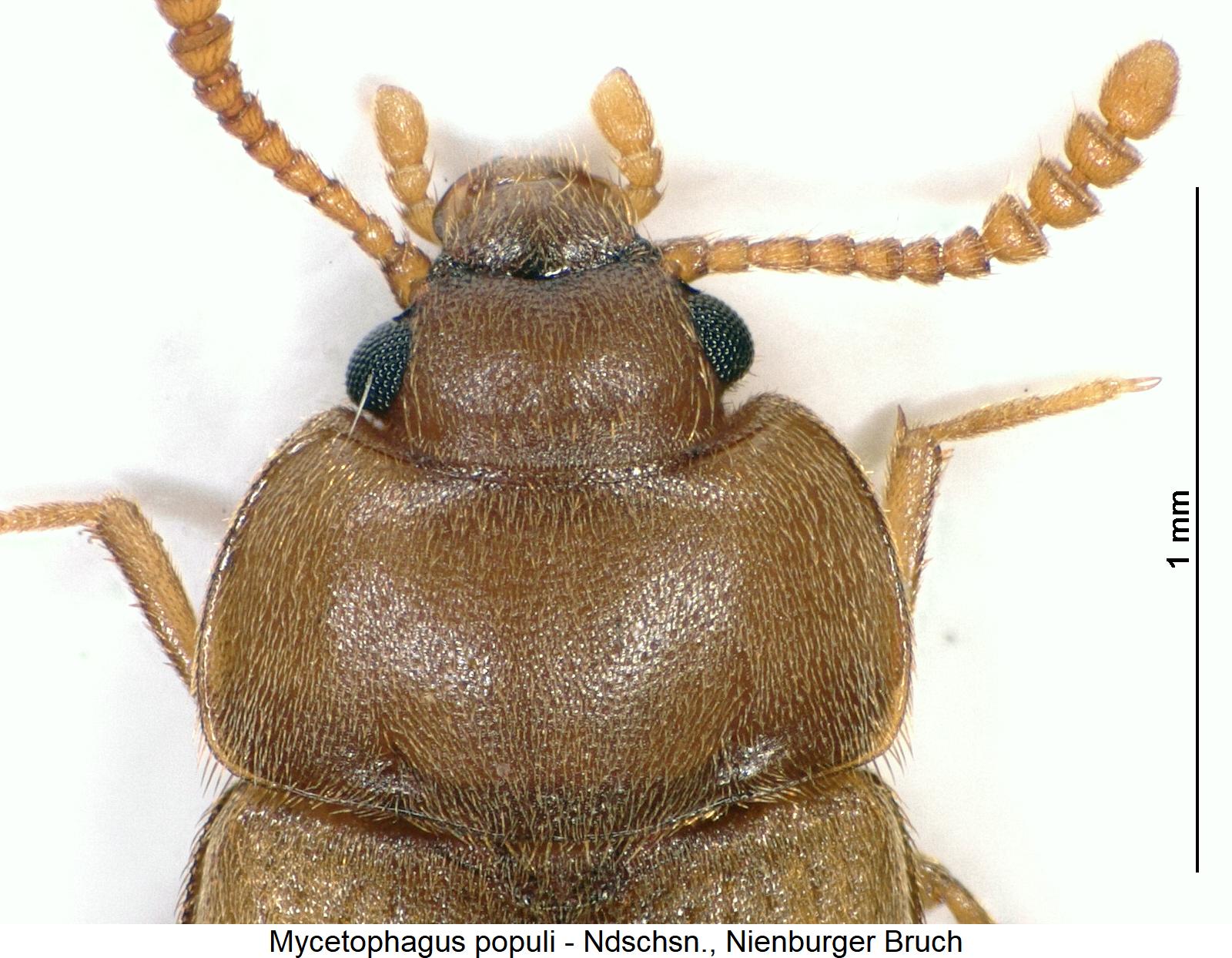 mycetophagus_populi_vk.jpg