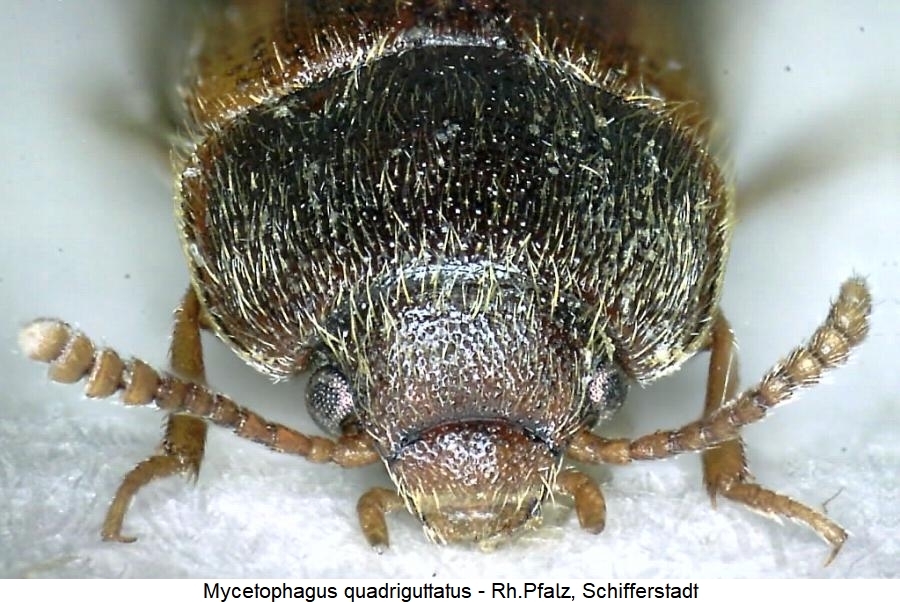 mycetophagus_quadriguttatus_k.jpg