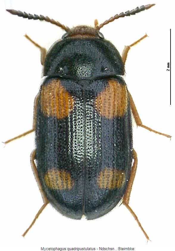 mycetophagus_quadripustulatus_hab.jpg