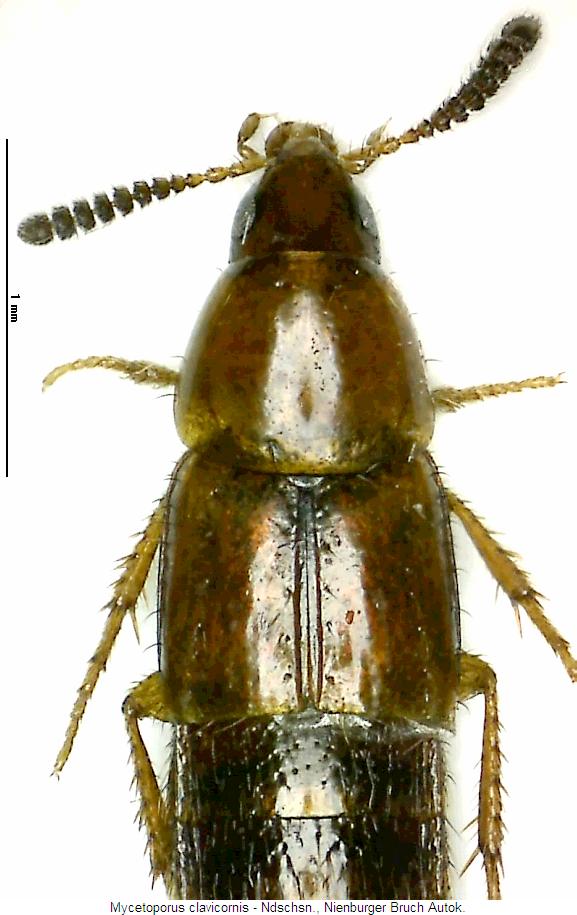 mycetoporus_clavicornis_vk.jpg