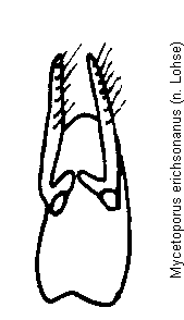 mycetoporus_erichsonanus.gif