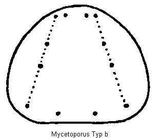 mycetoporus_hschb.gif