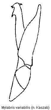 mylabris_variabilis.gif
