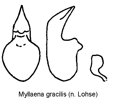 myllaena_gracilis.gif