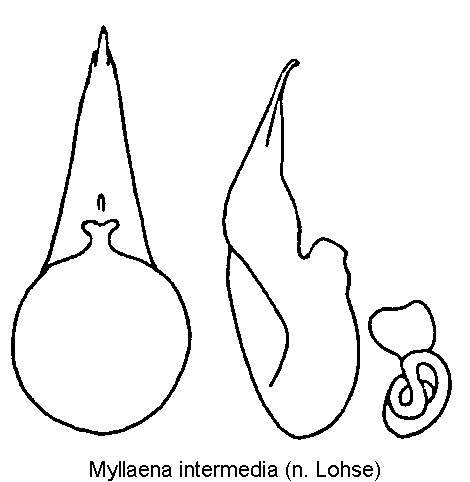myllaena_intermedia.gif
