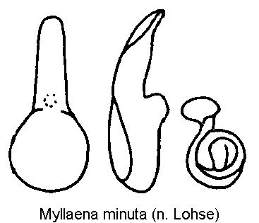 myllaena_minuta.gif