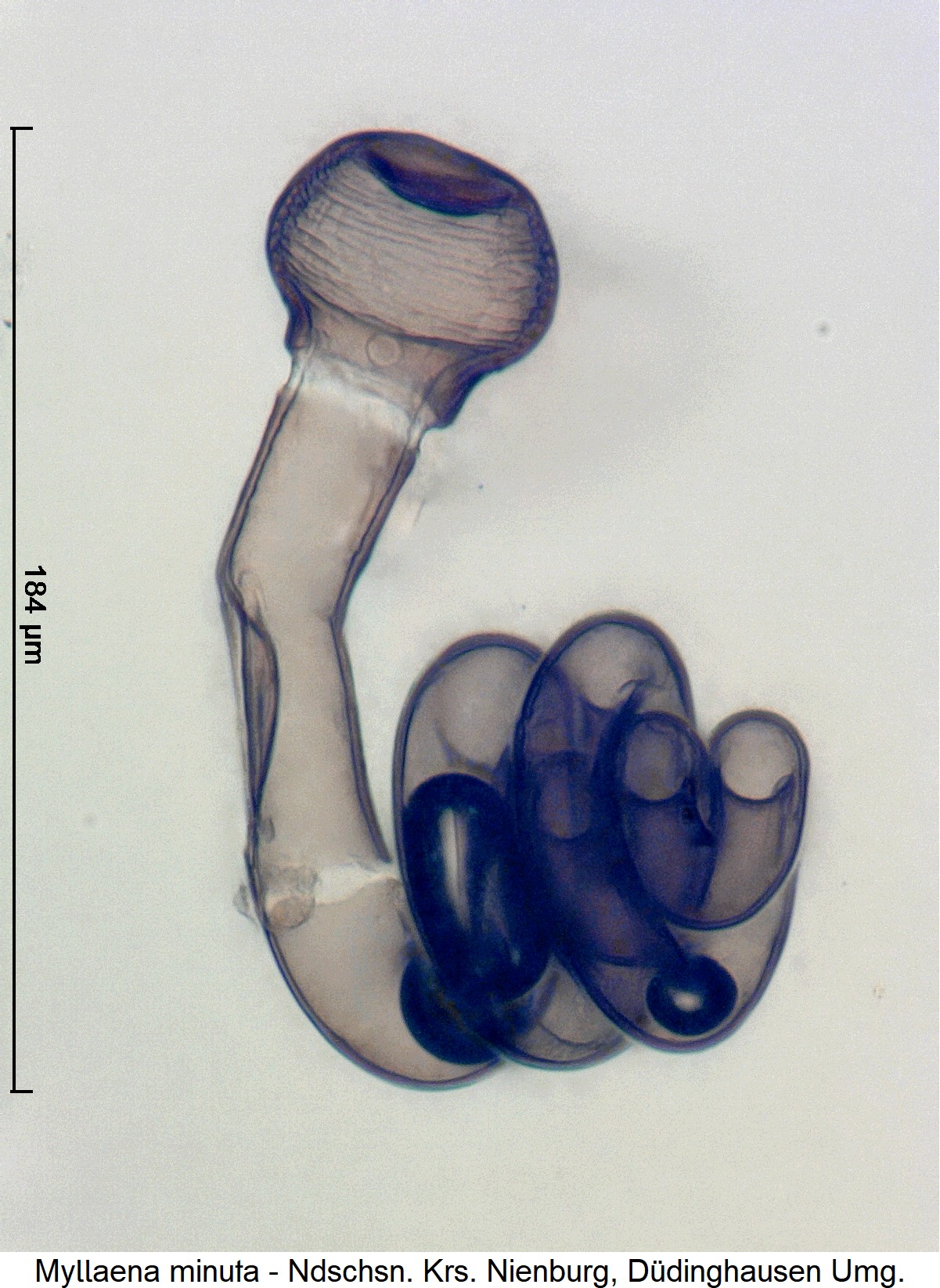 myllaena_minuta_ck38328991_sperm.jpg