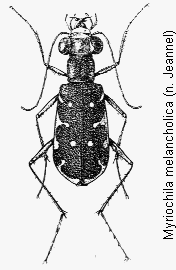 myriochila_melancholica_hab.gif