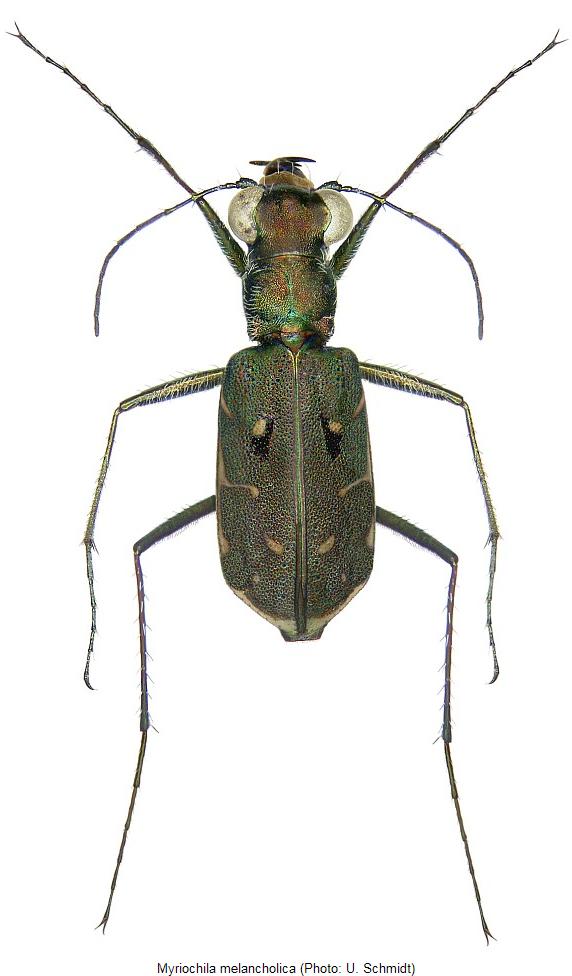 myriochila_melancholica_hab.jpg