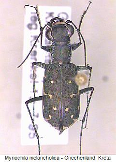 myriochila_melancholica_hab2.jpg