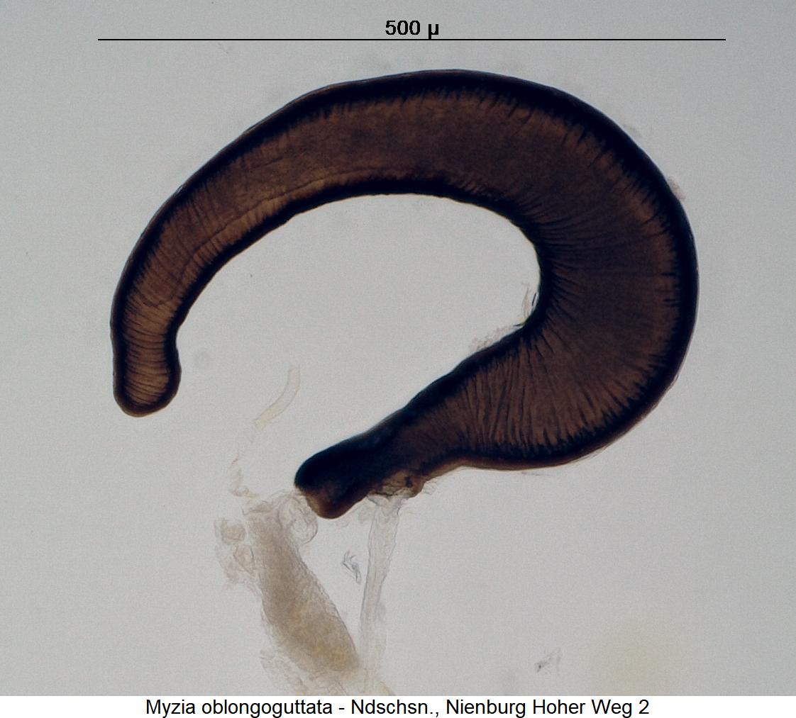 myzia_oblongoguttata_sperm.jpg