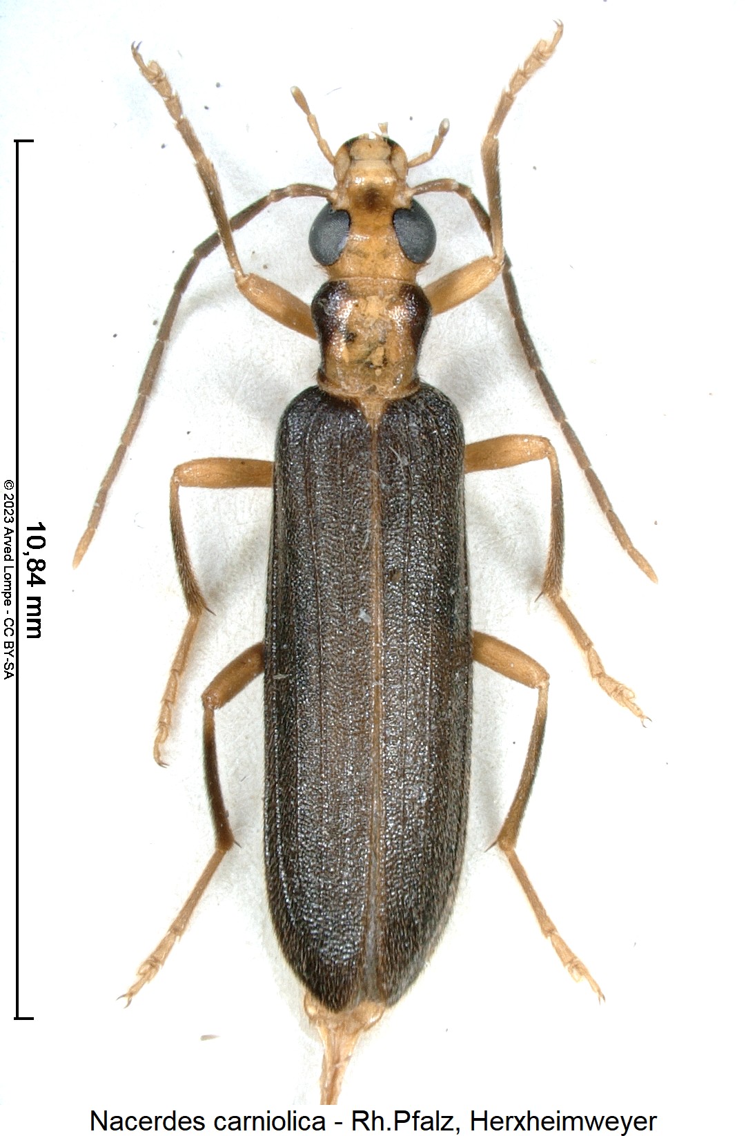 nacerdes_carniolica_hab.jpg