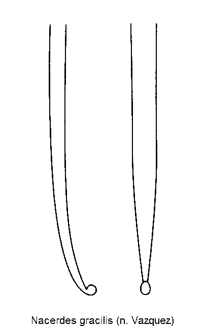 nacerdes_gracilis.gif