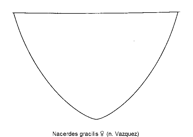 nacerdes_gracilis_w_pyg.gif