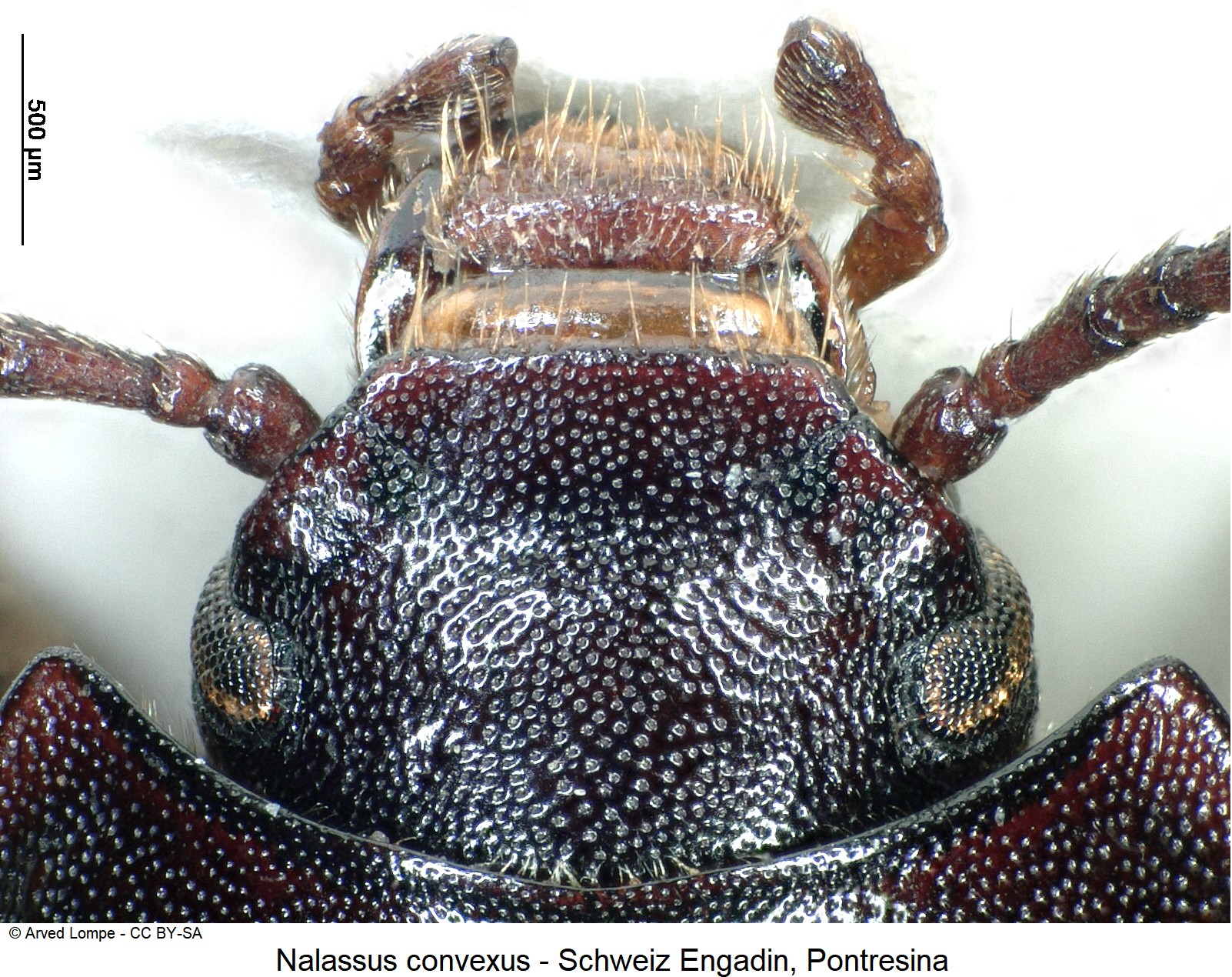 nalassus_convexus_ck10305_k.jpg