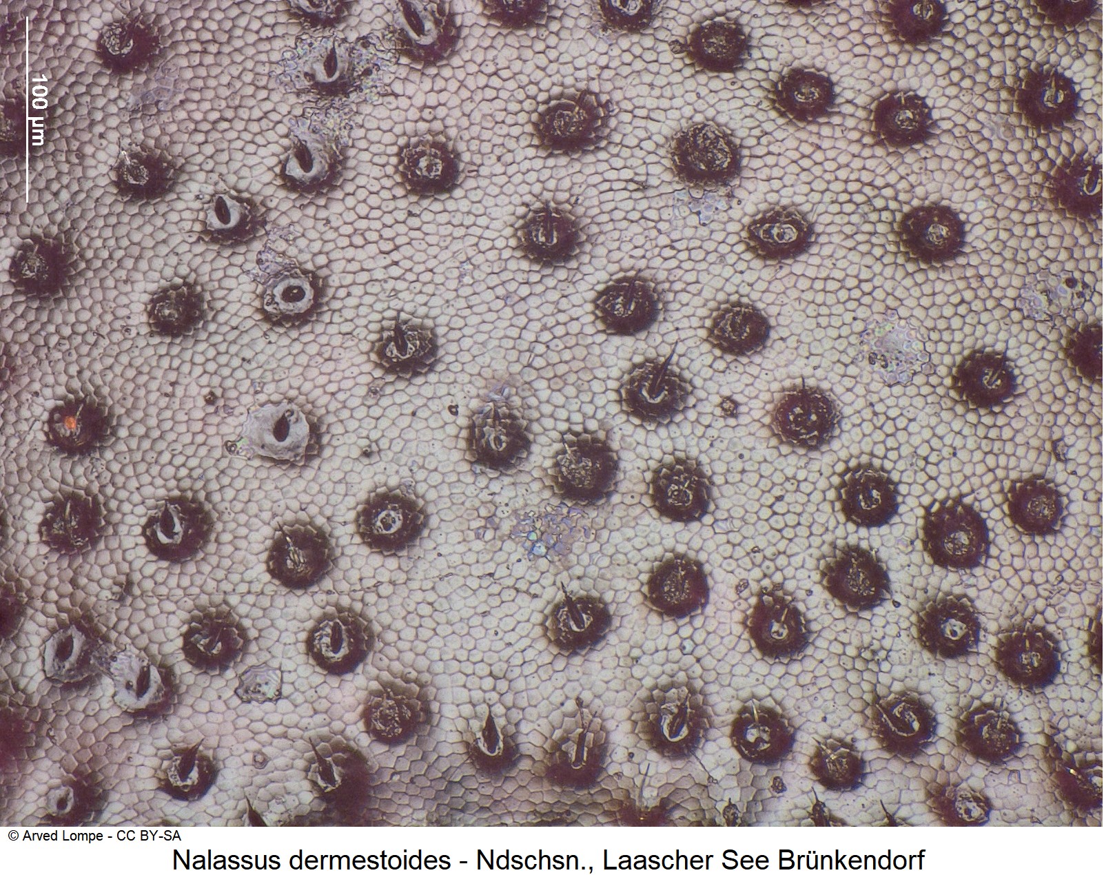 nalassus_dermestoides_ck10301_hsch_ms-1.jpg