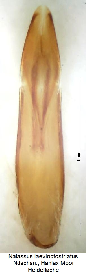 nalassus_laevioctostriatus.jpg