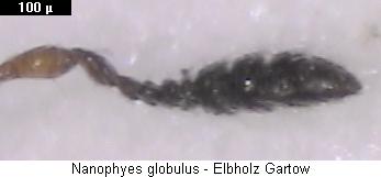 nanophyes_globulus_f.jpg