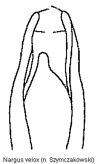 nargus_velox.gif