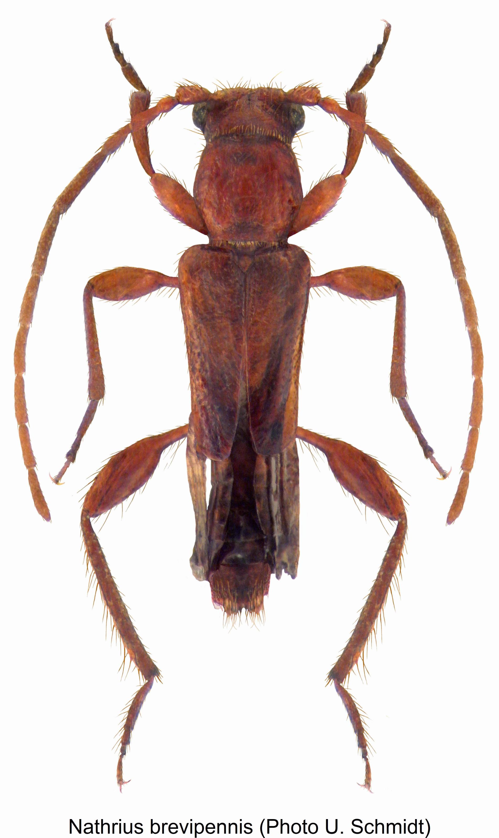 nathrius_brevipennis_hab.jpg