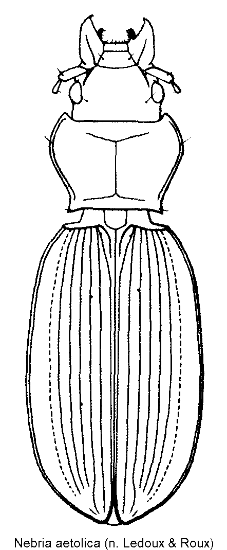 nebria_aetolica_hab.gif