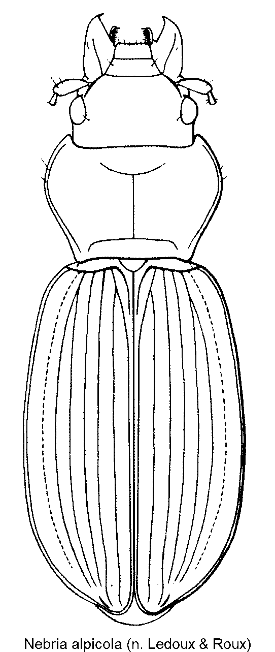 nebria_alpicola_hab.gif