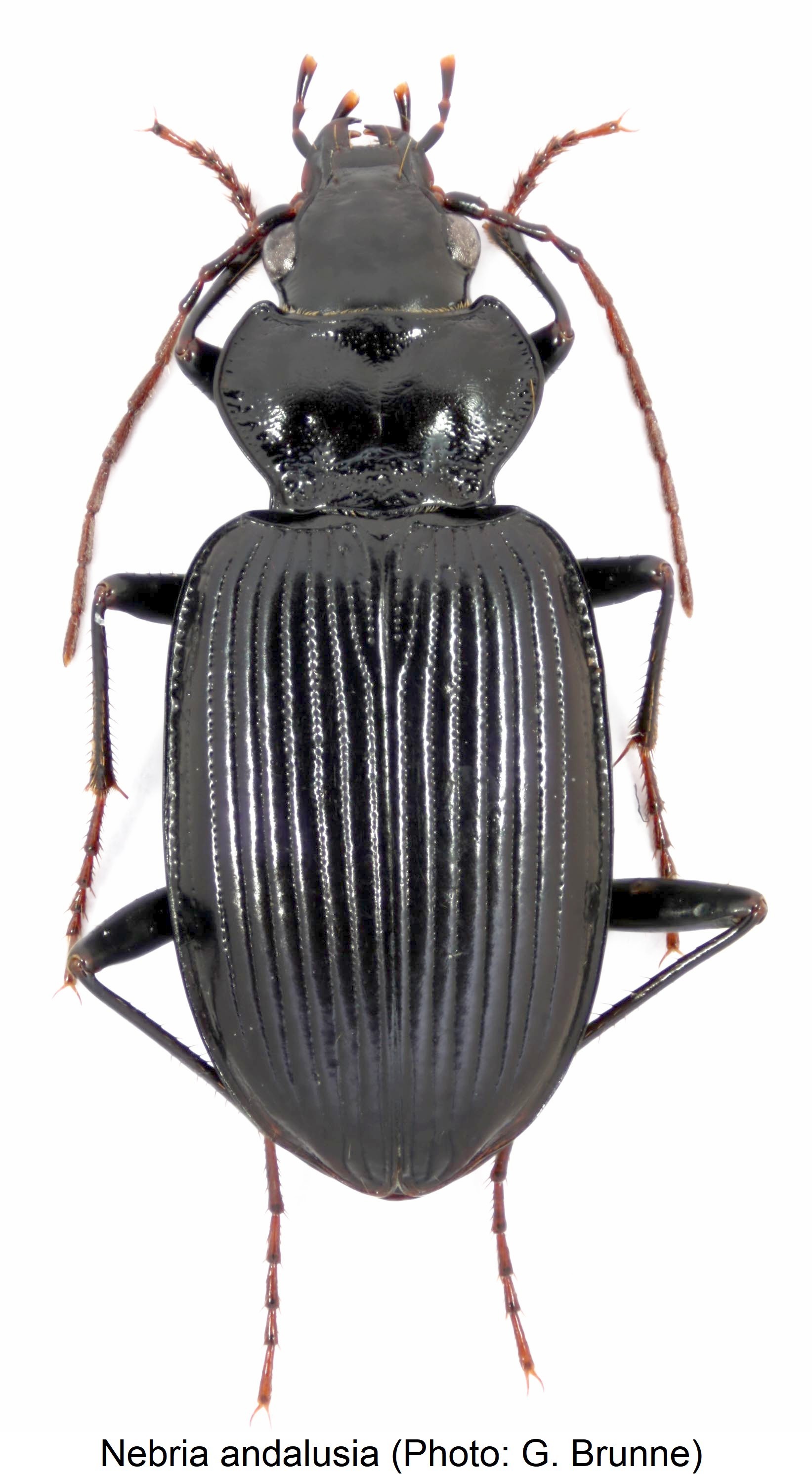 nebria_andalusia_hab.jpg