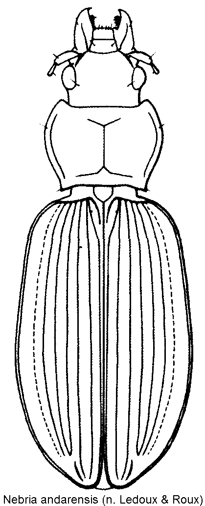 nebria_andarensis_hab.gif
