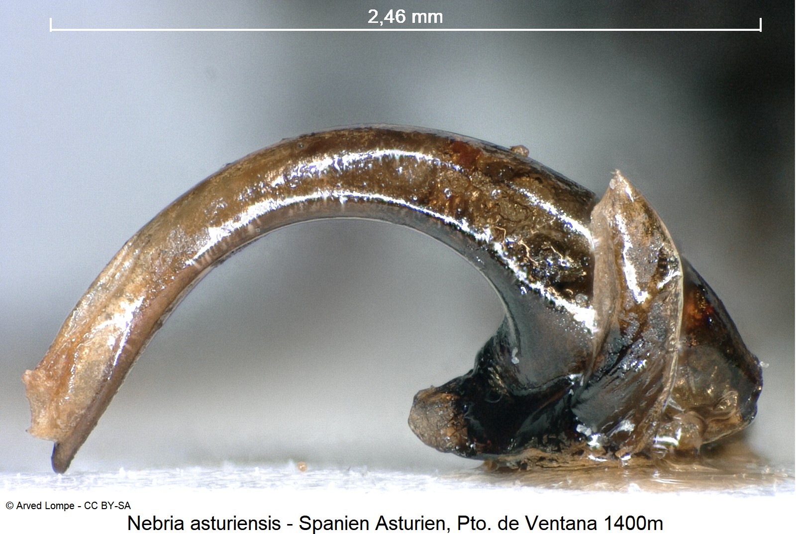 nebria_asturiensis_ck16358.jpg