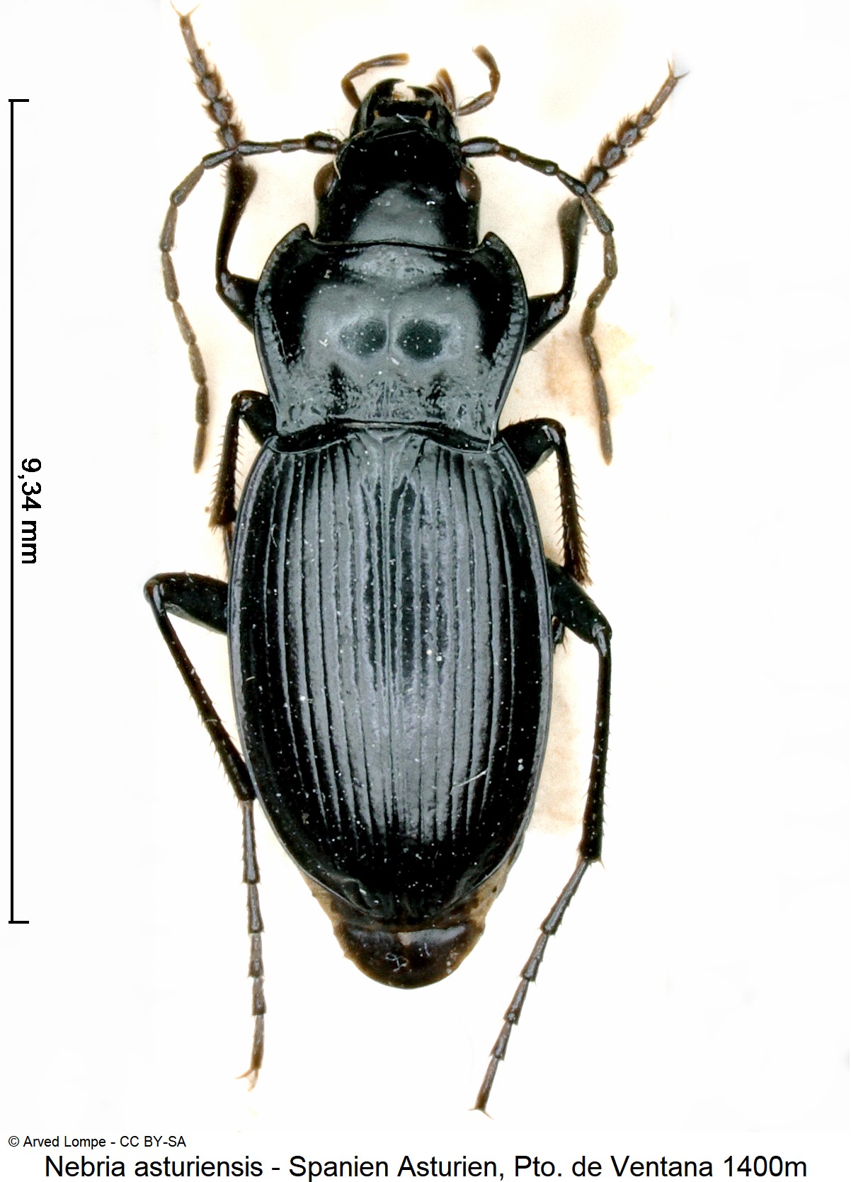 nebria_asturiensis_ck16358_hab.jpg