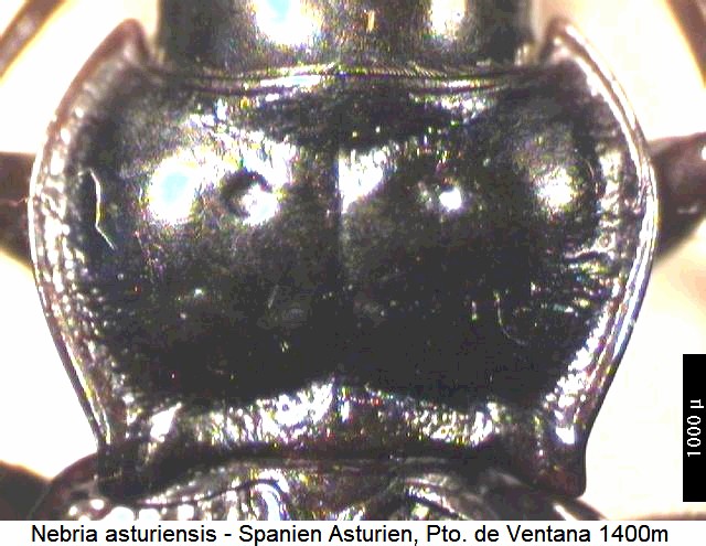 nebria_asturiensis_hsch-2.jpg