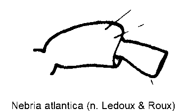 nebria_atlantica_f.gif