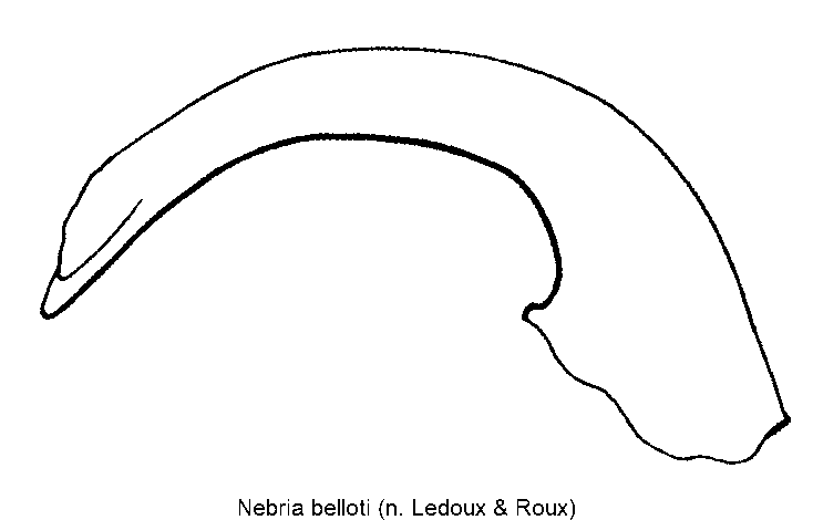 nebria_belloti.gif