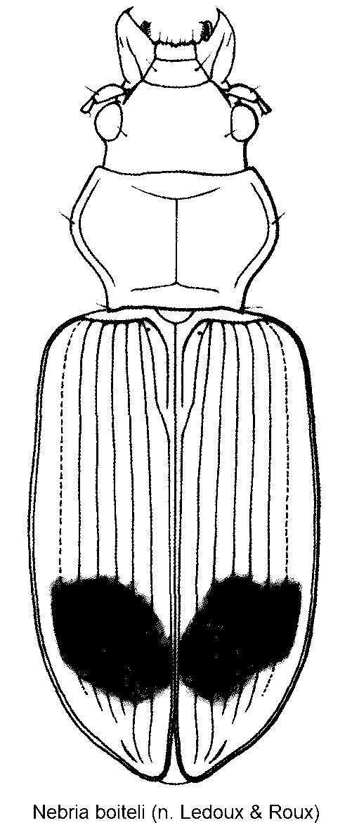 nebria_boiteli_hab.gif
