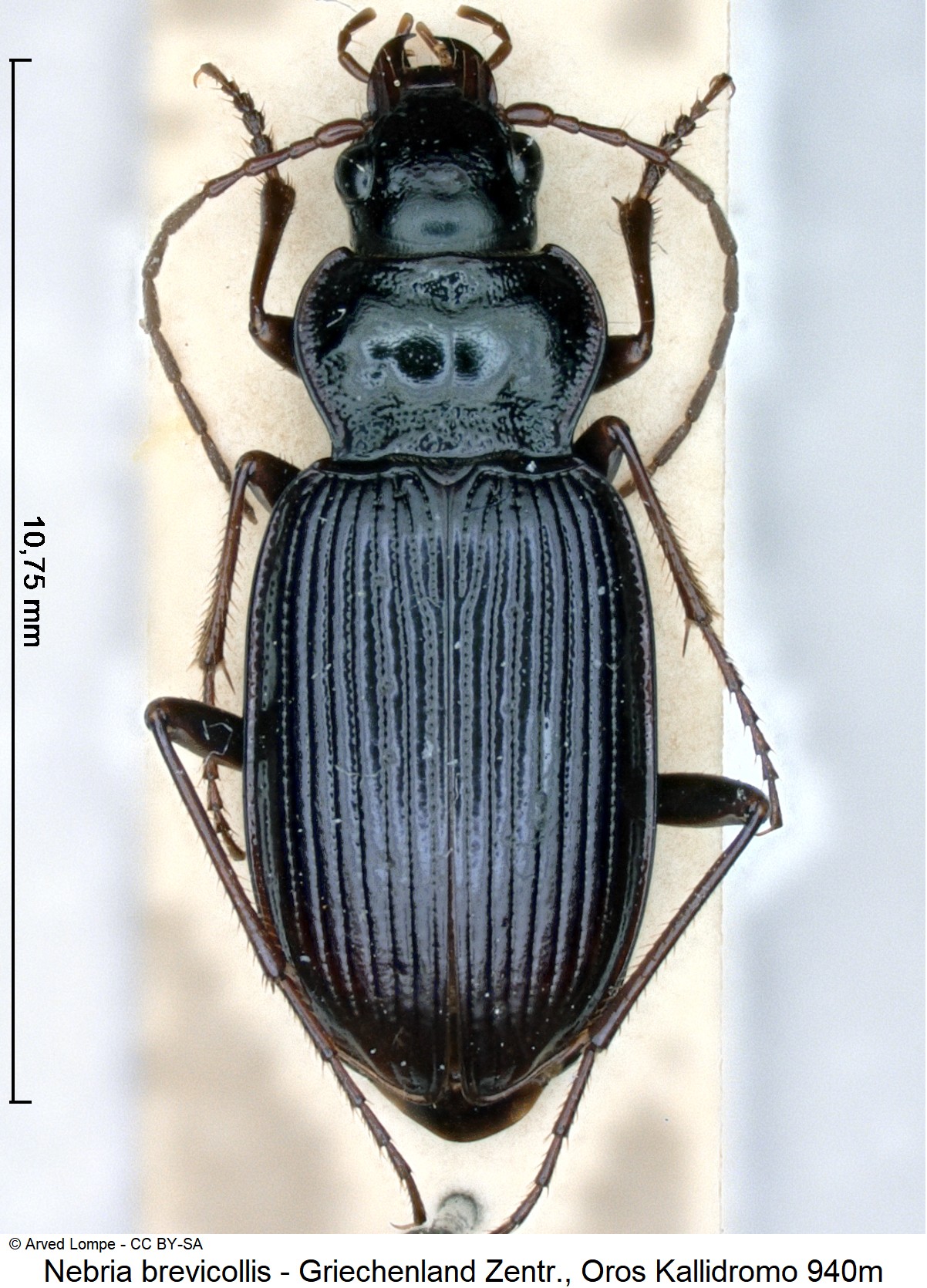 nebria_brevicollis_ck22052_hab.jpg