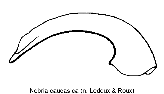 nebria_caucasica.gif