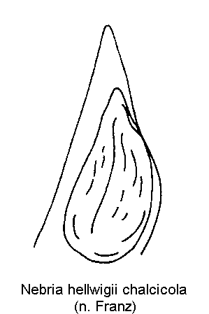 nebria_chalcicola.gif