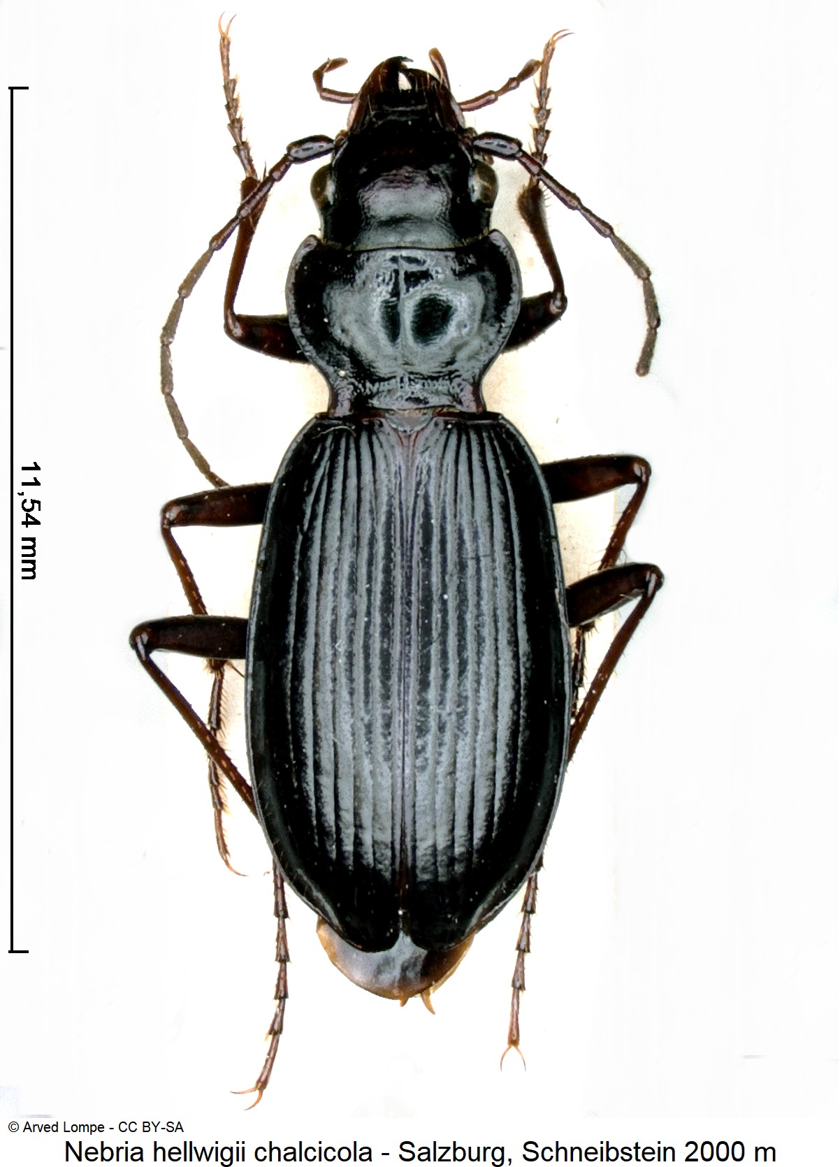 nebria_chalcicola_ck246_hab.jpg
