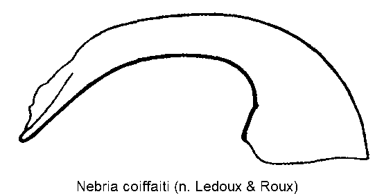 nebria_coiffaiti.gif