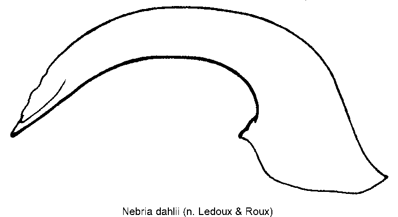 nebria_dahlii.gif
