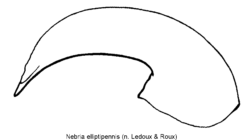 nebria_elliptipennis.gif