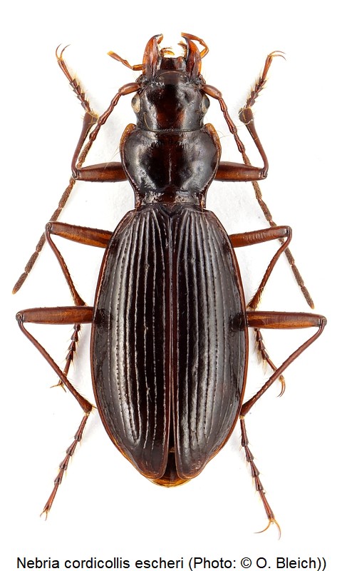 nebria_escheri_hab.jpg