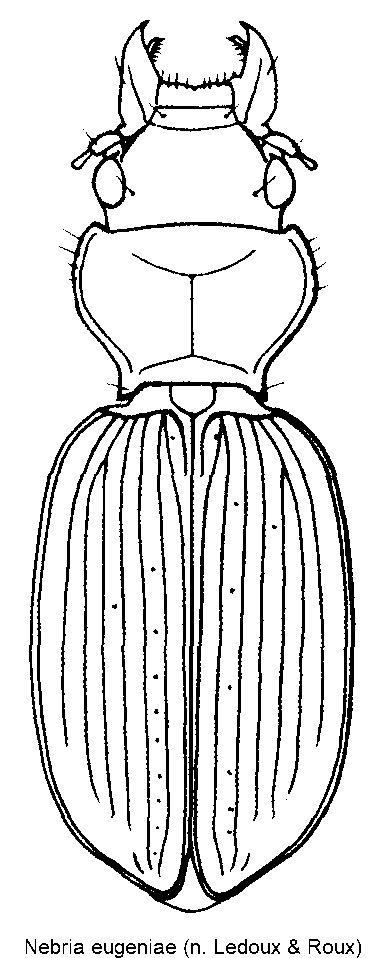 nebria_eugeniae_hab.gif