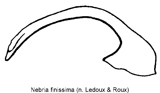 nebria_finissima.gif